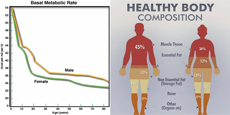 differenze metabolismo uomo vs donna